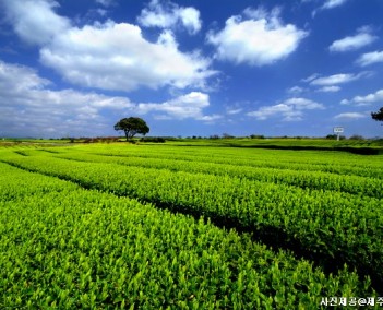 제주 6 (제주역사와 문화)